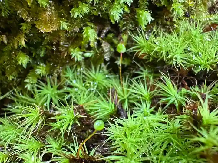 杉本寺(神奈川県)