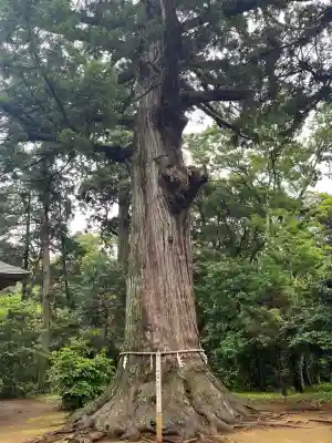 松山神社(千葉県)