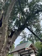 天宮神社の自然