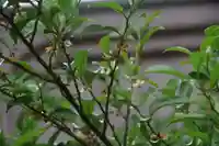 阿邪訶根神社の庭園