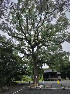 福母八幡宮の自然