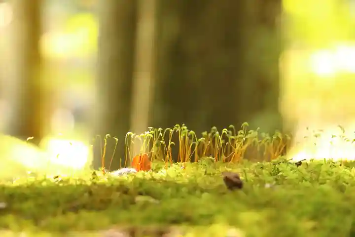日用神社(石川県)