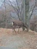 三峯神社(埼玉県)