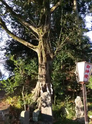 鹿島神社の自然