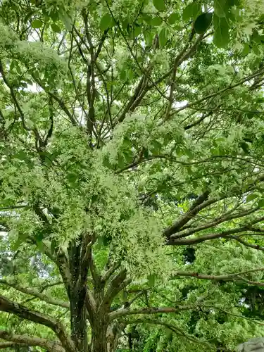 沙沙貴神社の自然