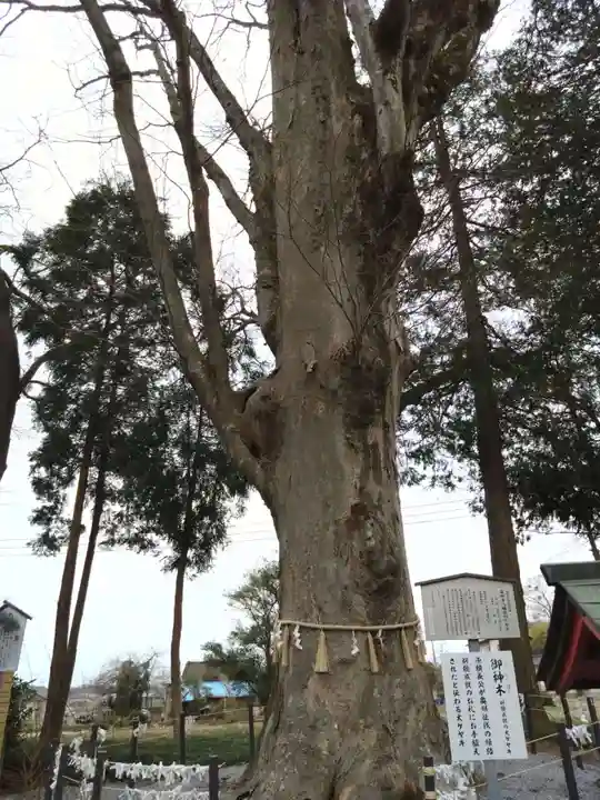 薬師寺八幡宮(栃木県)