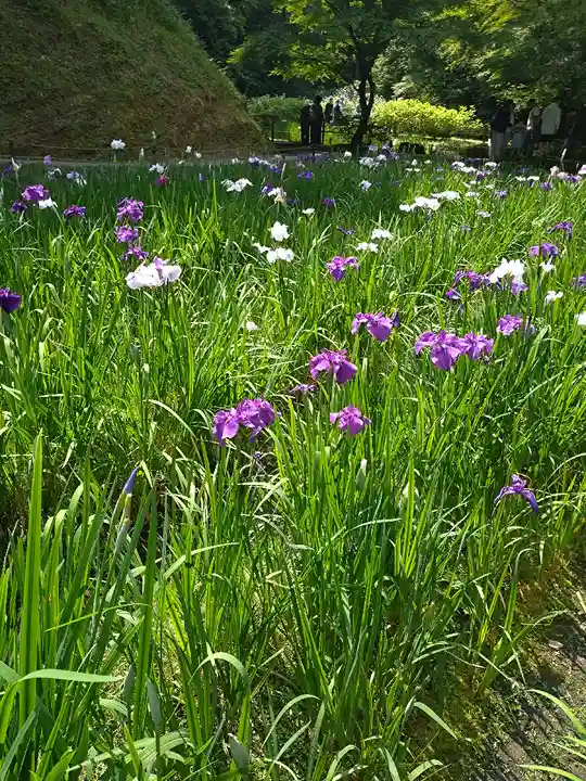 明月院(神奈川県)