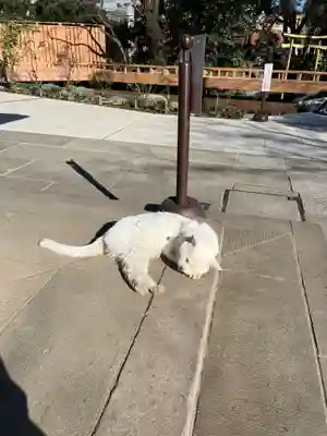 愛宕神社の動物
