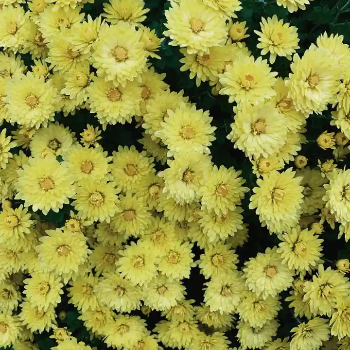 豊景神社の自然