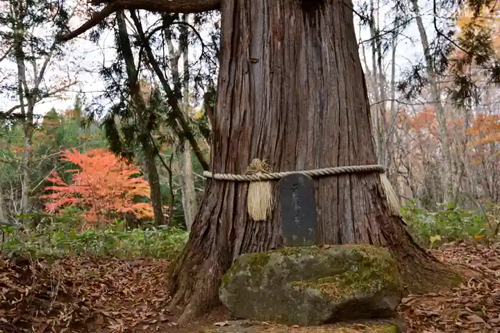 戸隠神社火之御子社の自然