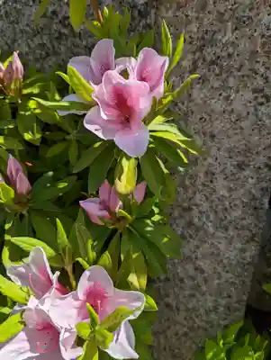 六孫王神社(京都府)