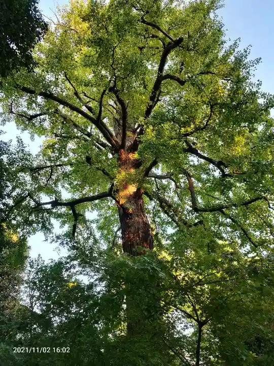 七社神社の自然