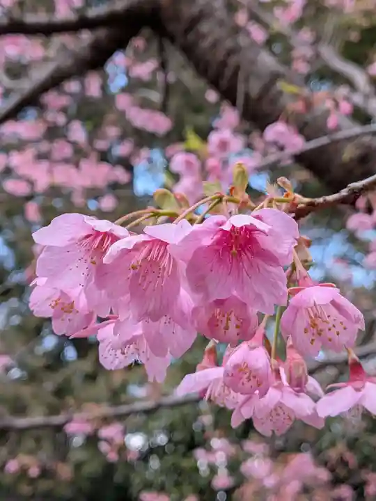 代々木八幡宮(東京都)