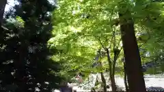 水越神社の自然