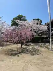 妙顯寺（妙顕寺）の自然