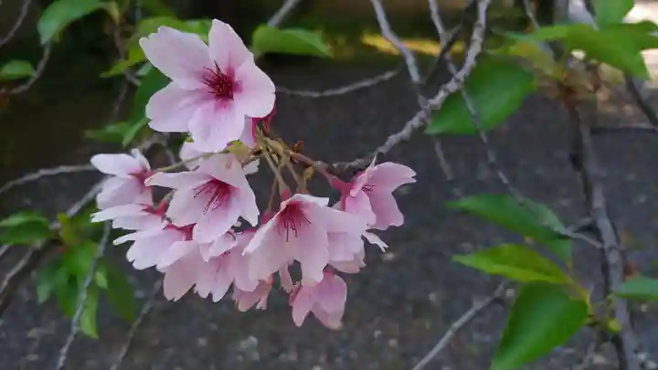 大報恩寺(千本釈迦堂)の自然
