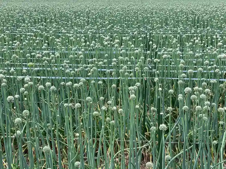 真言宗 善通寺派 薬王寺(香川県)