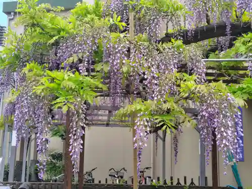 藤之宮　春日神社（野田の藤跡）(大阪府)