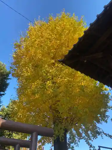 八坂神社(群馬県)