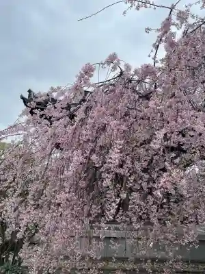 吉祥寺(東京都)