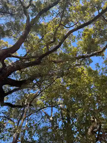 葛飾八幡宮(千葉県)