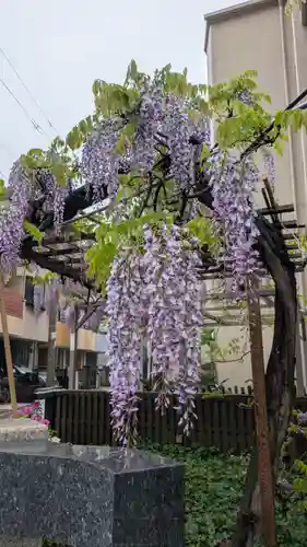藤之宮　春日神社（野田の藤跡）(大阪府)