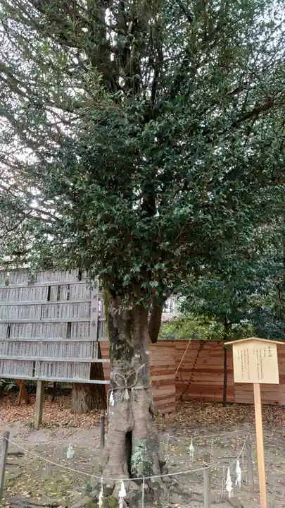 阿太加夜神社の自然