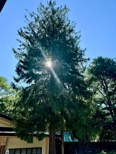 帯廣神社の自然