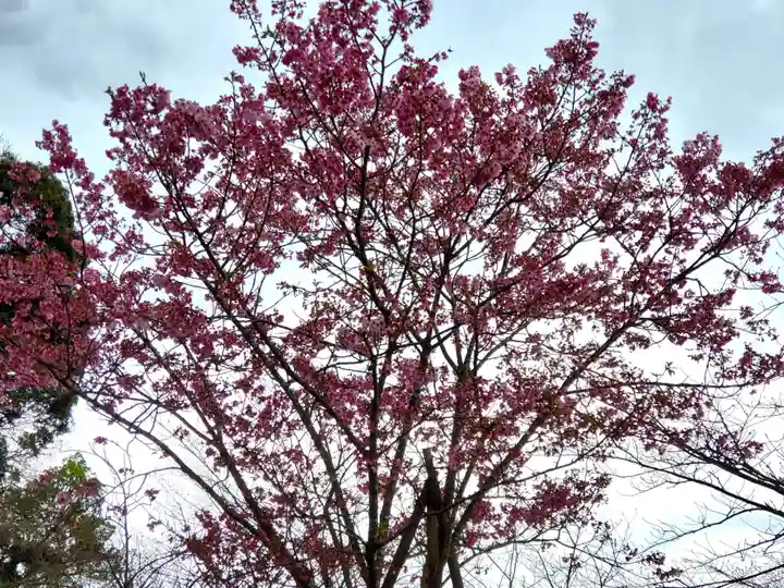 鹿児島縣護國神社の自然