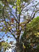 厚別神社(北海道)