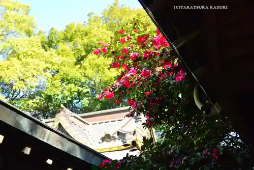 川越氷川神社(埼玉県)
