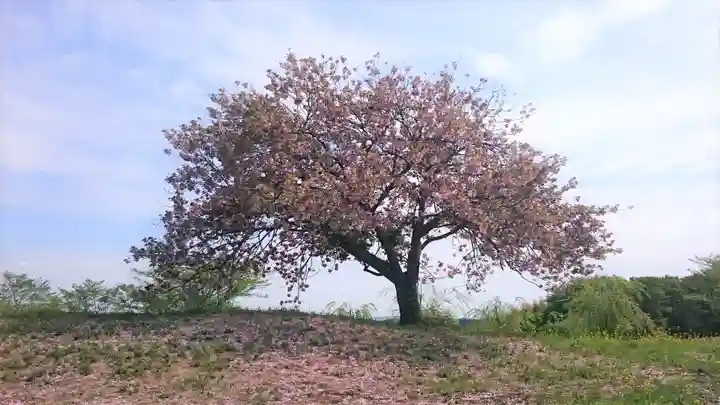 亀岡八幡宮の自然