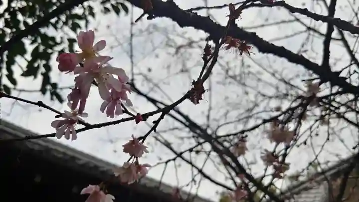 平野神社の自然