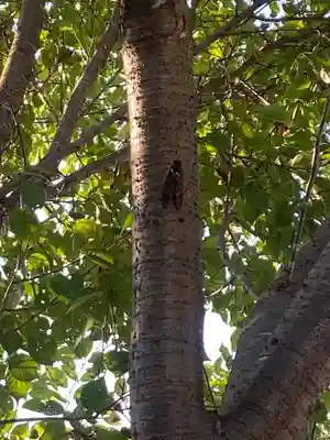 植田八幡神社(福島県)