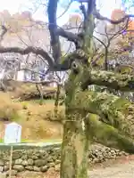 男女神社の自然