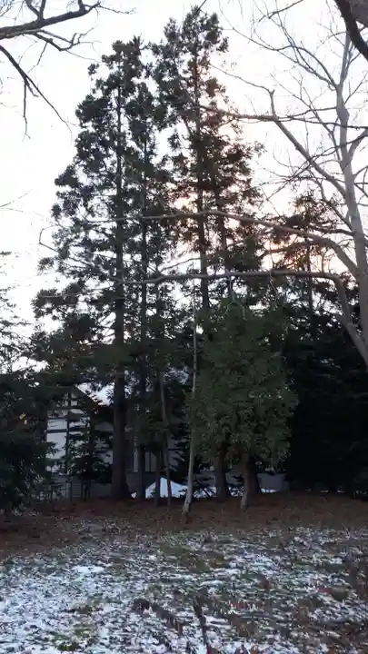 新琴似神社の自然