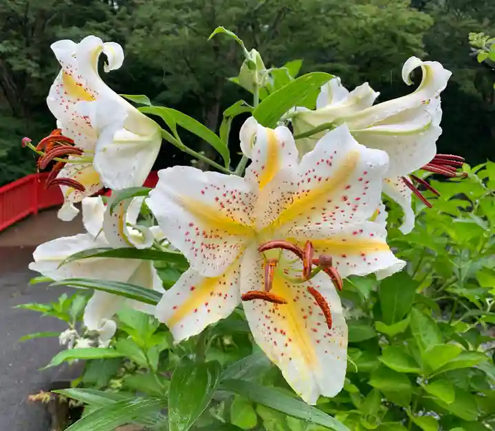 普門寺(切り絵御朱印発祥の寺)の自然