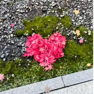 彌彦神社 (伊夜日子神社)(北海道)(2025年11月16日(日) 09時36分55秒投稿)