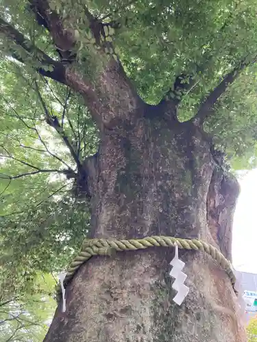 大國魂神社の自然