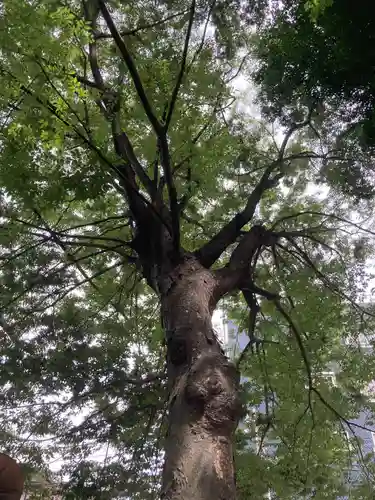 平塚神社の自然
