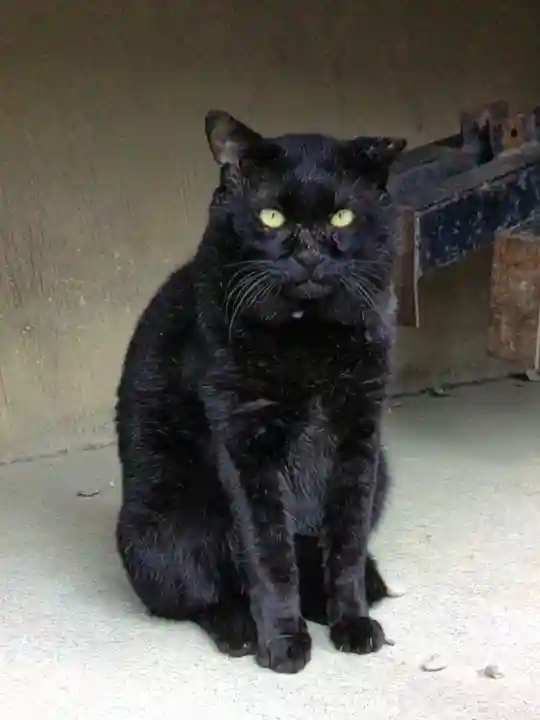 本郷氷川神社(東京都)