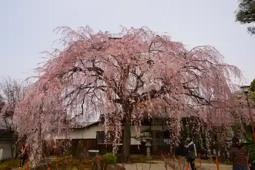 本満寺（本願満足寺）の自然