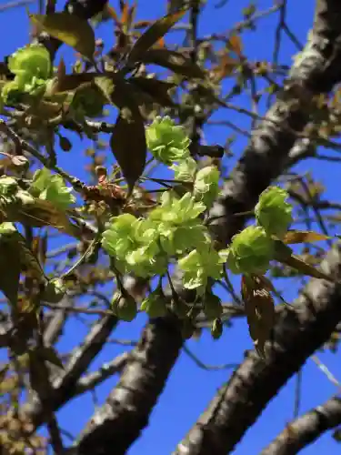 夫婦木神社姫の宮の{uncategorized: "未分類", other: "その他", undefined: "問題あり", building: "その他建物", grave: "お墓", sacred_gate: "鳥居", guardian: "狛犬", statue: "像", buddha: "仏像", history: "歴史", nature: "自然", garden: "庭園", animal: "動物", pagoda: "塔", temizu: "手水舎", mountain_gate: "山門・神門", sanctuary: "本殿・本堂", subordinate: "末社・摂社", art: "芸術", scenery: "景色", jizo: "地蔵", ema: "絵馬", goshuin: "御朱印", omikuji: "おみくじ", items: "授与品その他", amulet: "お守り", goshuincho: "御朱印帳", eats: "食事", festival: "お祭り", votive_dance: "神楽", shichigosan: "七五三参", wedding: "結婚式", experience: "体験その他", initially: "初詣", around: "周辺", anti_infection: "感染症対策"}
