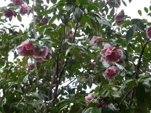 明王院（満願寺別院）の自然