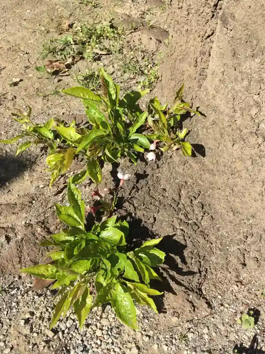 瀧泉寺(目黒不動尊)の自然