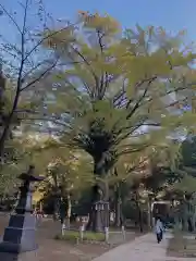 赤坂氷川神社の自然