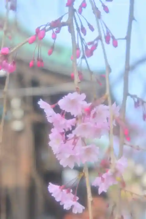 三嶋大社(静岡県)