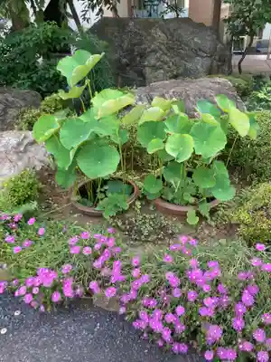 眞性寺(東京都)