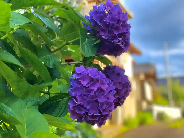 山家神社の自然