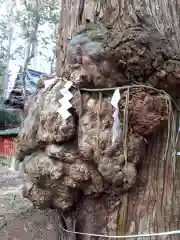 本宮神社（日光二荒山神社別宮）の自然